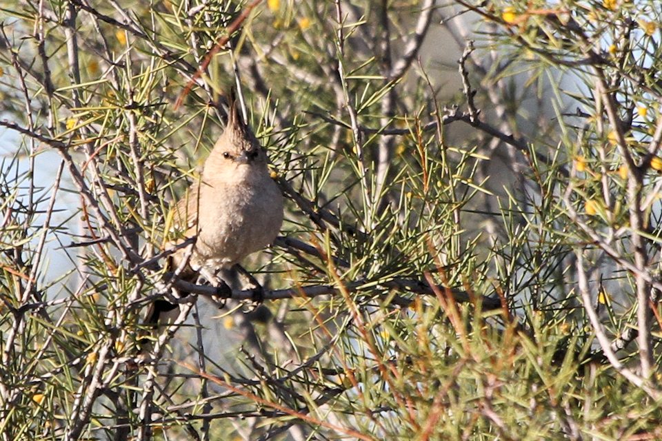 Chiming Wedgebill (Psophodes occidentalis)